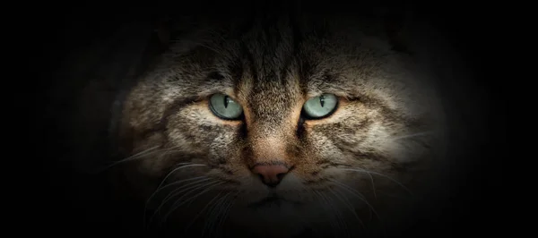 Wild cat portrait on a black background — 스톡 사진