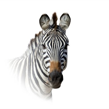 ANIMAL on white background clipart