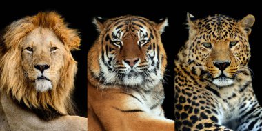 Üç büyük vahşi kedi (leopar, kaplan, aslan))