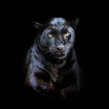 Koyu arka plan üzerinde leopar