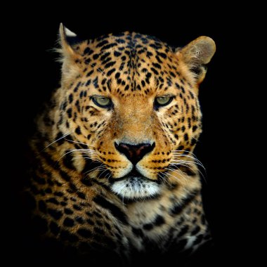 Koyu arka plan üzerinde leopar