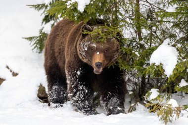 Kış ormandaki yabani boz ayı