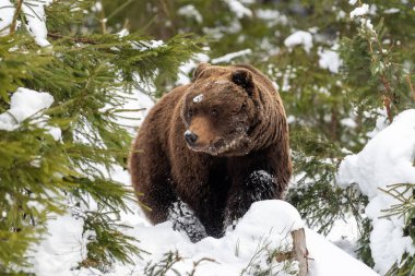 Kış ormandaki yabani boz ayı