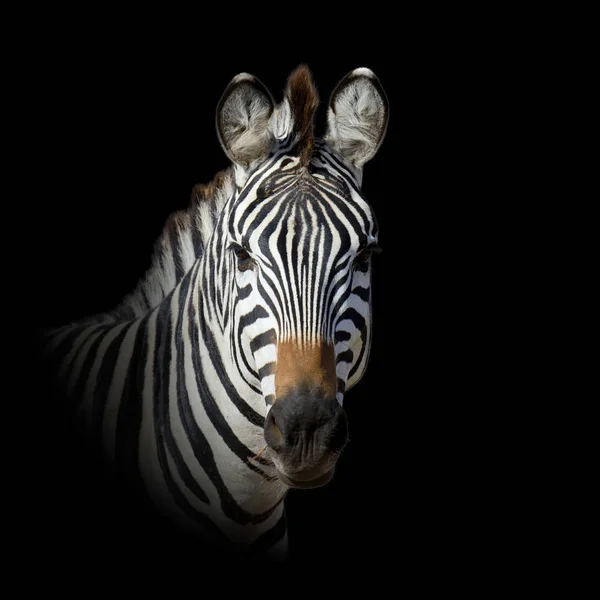 Tier auf dunklem Hintergrund — Stockfoto