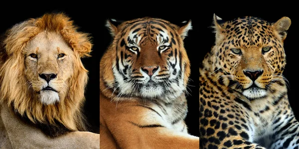 Drie grote wilde katten (luipaard, tijger, leeuw) — Stockfoto