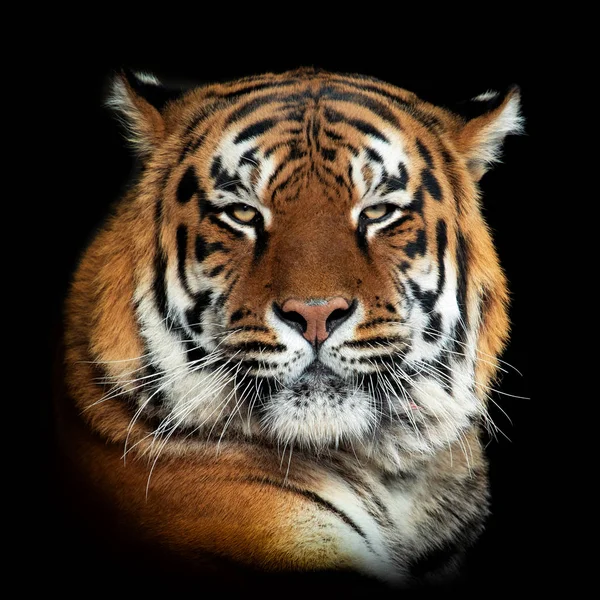 Tigre no fundo escuro — Fotografia de Stock