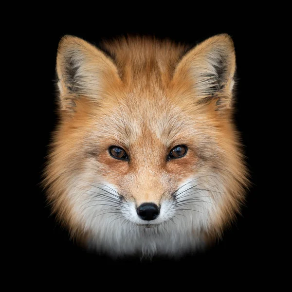 Red fox  on dark background — Stock Photo, Image