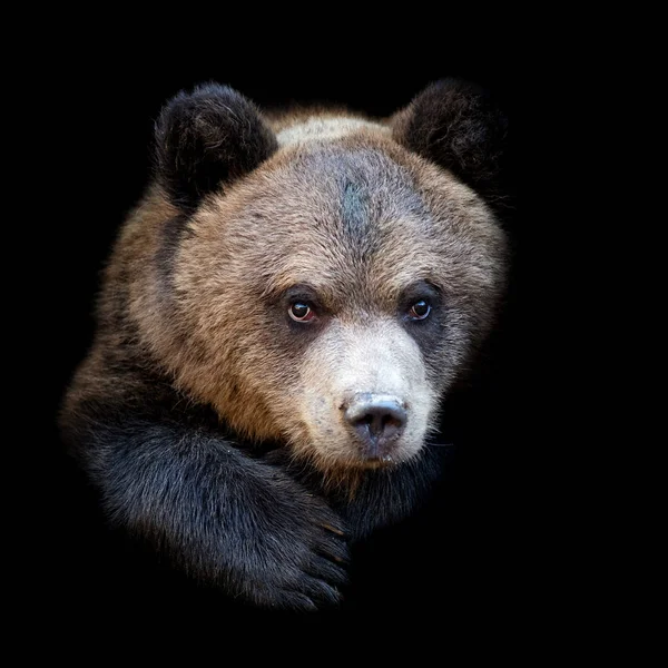 Ведмідь на темному тлі — стокове фото