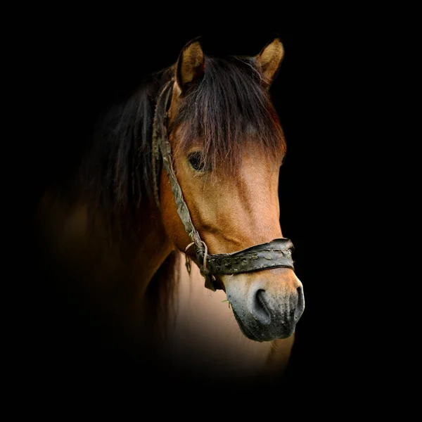 Häst på mörk bakgrund — Stockfoto