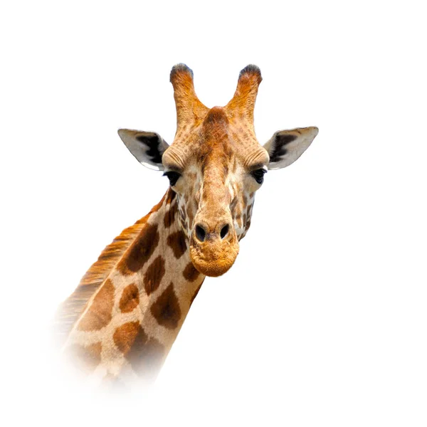 Giraffa su sfondo bianco — Foto Stock