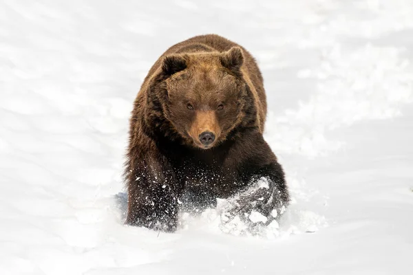 Wild brown bear running in winter field — Stock Photo, Image