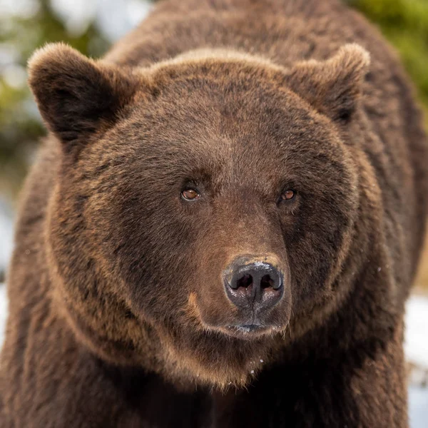 Retrato de urso marrom selvagem na floresta de inverno — Fotografia de Stock