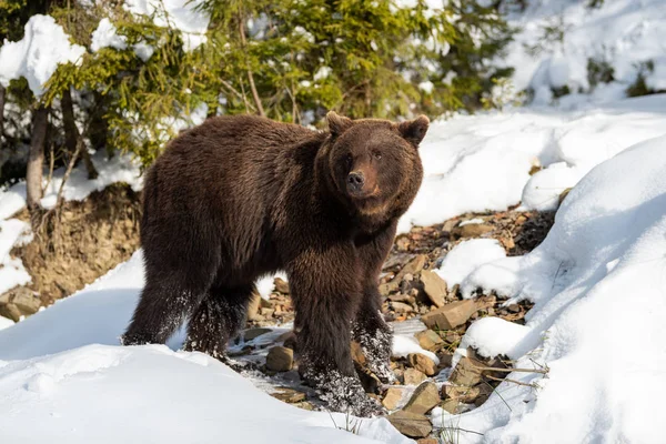 Ours brun sauvage dans la forêt d'hiver — Photo