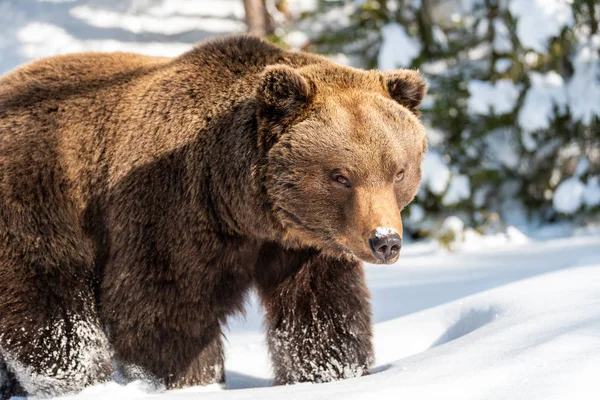 Ursul brun sălbatic în pădurea de iarnă — Fotografie, imagine de stoc