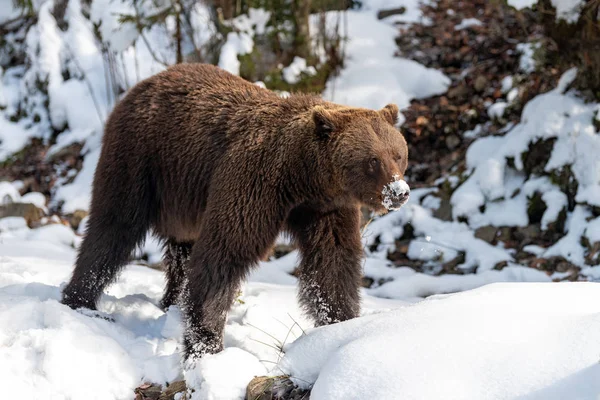 Wild bruine beer in winter forest — Stockfoto