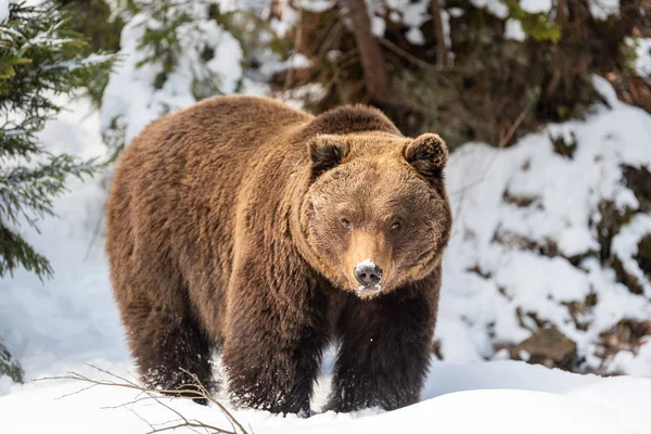 겨울 숲에서 야생 브라운 곰 — 스톡 사진