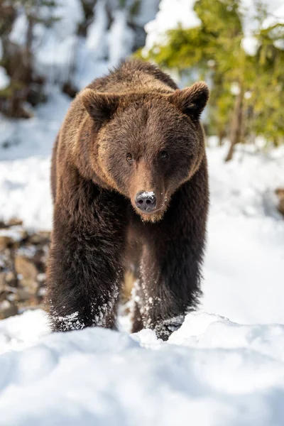 Kış ormandaki yabani boz ayı — Stok fotoğraf