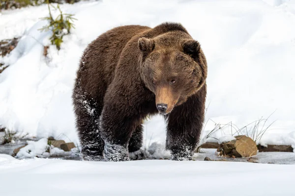 Urso castanho selvagem na floresta de inverno — Fotografia de Stock