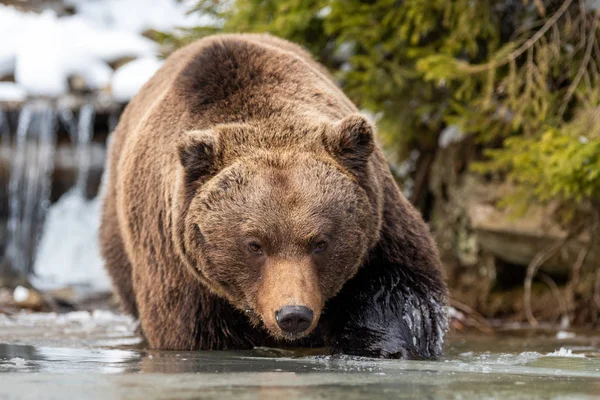 Divoký medvěd hnědý poblíž lesní jezírko — Stock fotografie