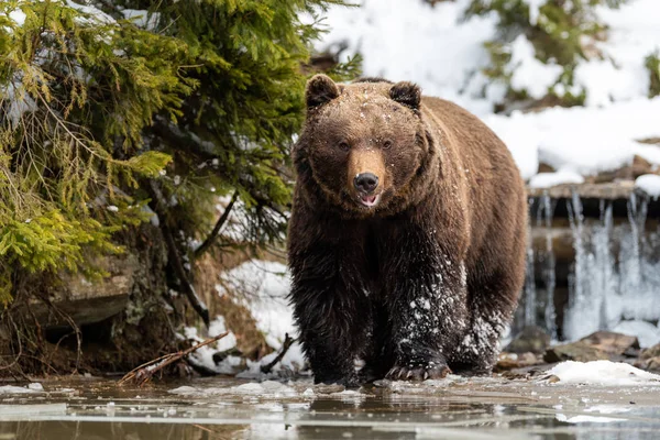 Divoký medvěd hnědý poblíž lesní jezírko — Stock fotografie