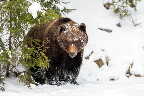 Beruang cokelat liar di hutan musim dingin — Stok Foto