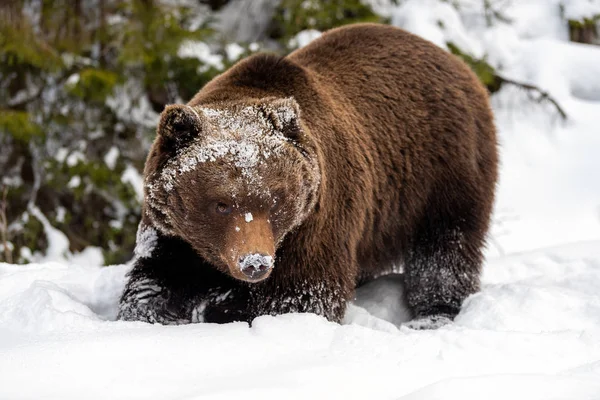 Дикий коричневий ведмідь в зимовому лісі — стокове фото