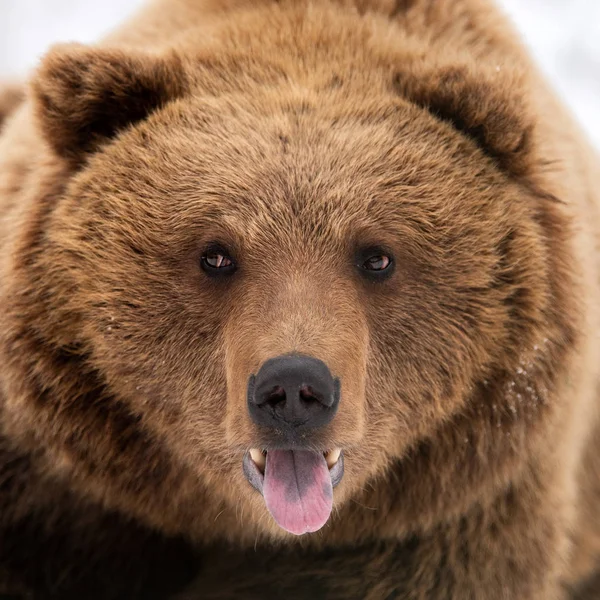 Wild brown bear portrait in winter forest — Stock Photo, Image