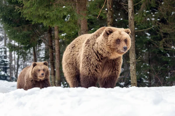 Ours de famille dans la forêt d'hiver — Photo