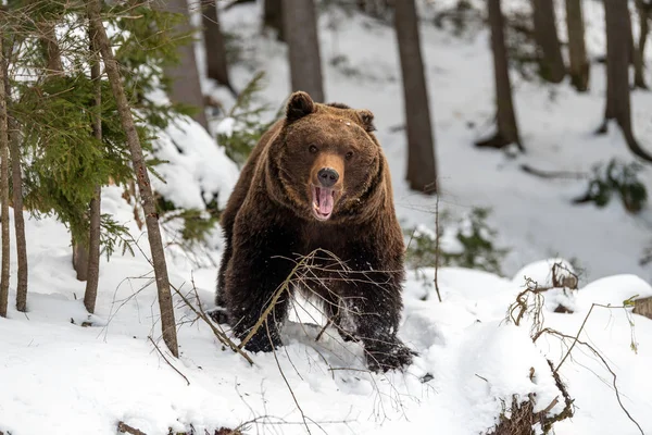 Urso castanho selvagem na floresta de inverno — Fotografia de Stock