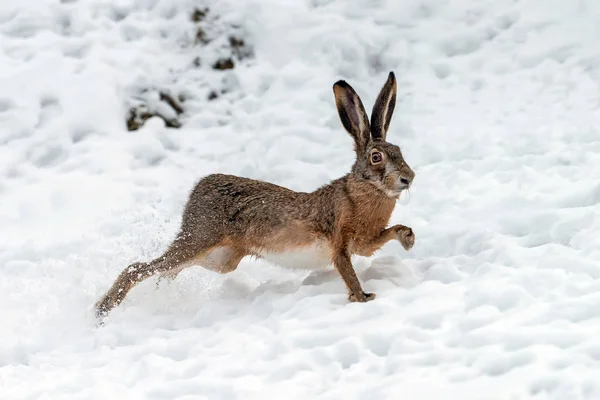 Zajíc běží v poli zimní — Stock fotografie