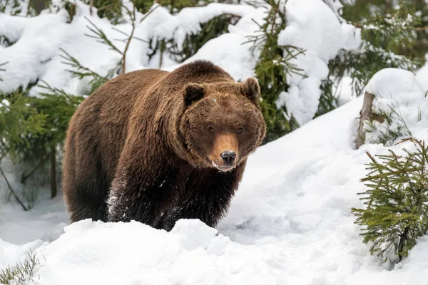 Téli erdőben vadon élő barna medve — Stock Fotó