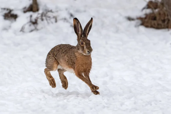 Lièvre courant dans le champ d'hiver — Photo