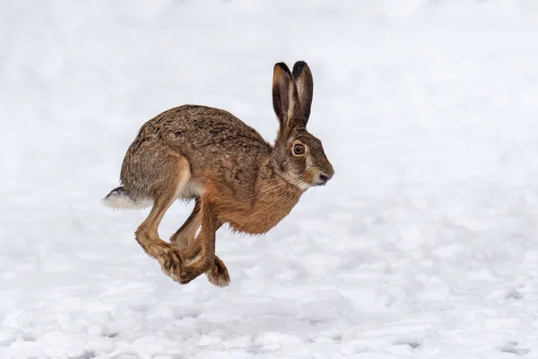 Hare running in the winter field — Stock Photo, Image