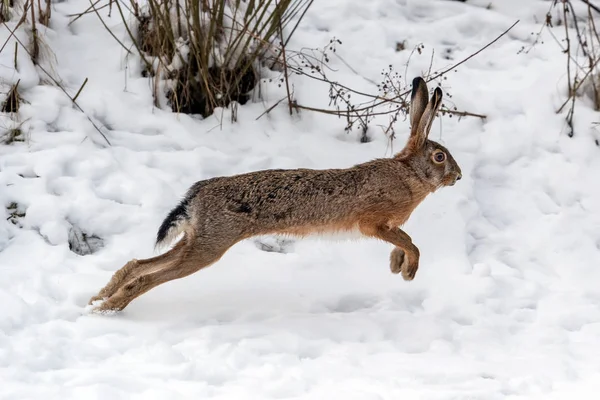 Liebre corriendo en el campo de invierno — Foto de Stock