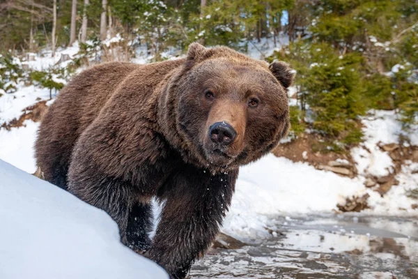 Vadon élő barna medve erdőben tó közelében — Stock Fotó