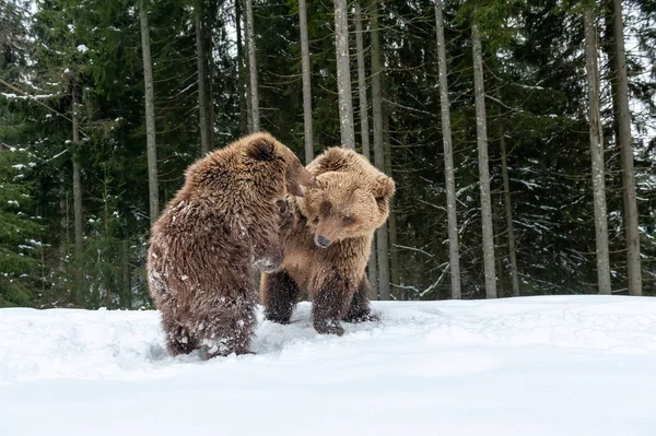 Oso de familia en el bosque de invierno —  Fotos de Stock