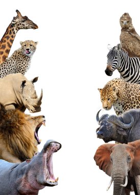 Bir grup Afrika safari hayvanı birlikte.