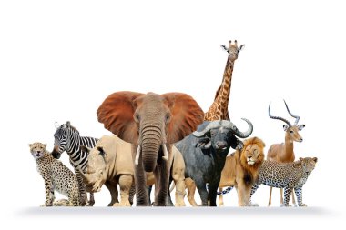 Bir grup Afrika safari hayvanı birlikte.