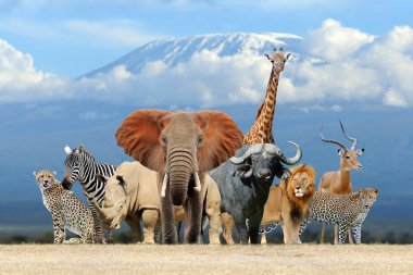 Bir grup Afrika safari hayvanı birlikte.