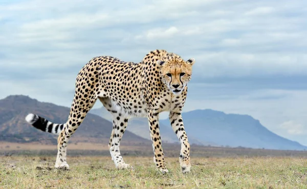 Guepardo africano salvaje, hermoso animal mamífero —  Fotos de Stock