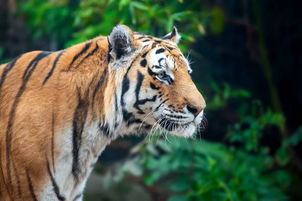 Close up Tiger on trees background — Stock Photo, Image