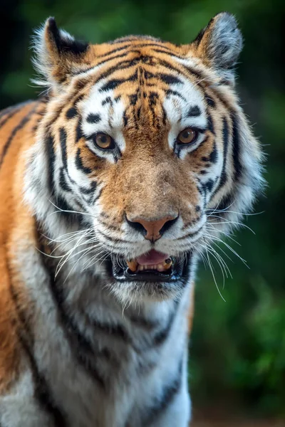 Tijger staand in gras kijkend naar de camera — Stockfoto