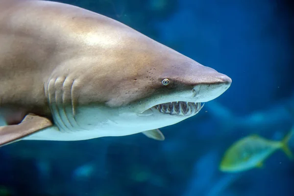 Grande tubarão branco subaquático — Fotografia de Stock