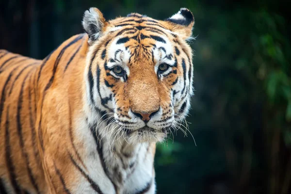 Tiger steht im Gras und blickt in die Kamera — Stockfoto