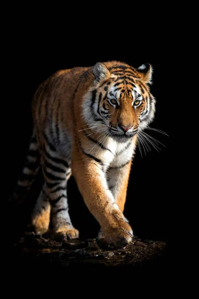 Bliska twarz tygrys na białym tle na czarnym tle — Zdjęcie stockowe