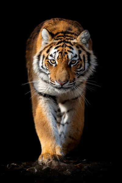 Close-up van gezicht tijger geïsoleerd op zwarte achtergrond — Stockfoto