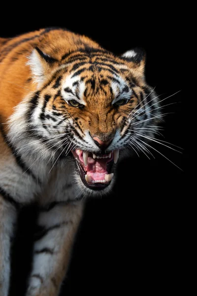 Retrato de tigre enojado aislado sobre fondo negro — Foto de Stock