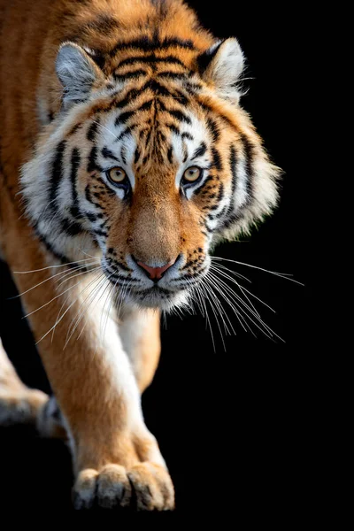 Nära håll ansiktet tiger isolerad på svart bakgrund — Stockfoto