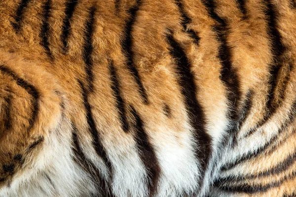 Echte huidtextuur van Tiger — Stockfoto