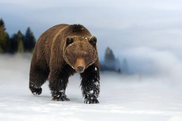 Dziki niedźwiedź brunatny zimą — Zdjęcie stockowe
